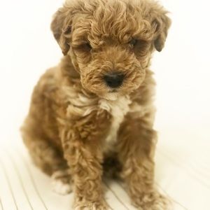 Meet your Posher, Damaris